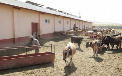 Van’da tarım ve hayvancılık projelerine 1,5 yılda 24 milyon lira hibe desteği verildi