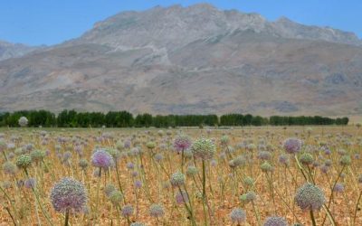Tunceli’de 2 bin rakımda yetişen “dağ sarımsağı” kadınların iş kapısı oldu